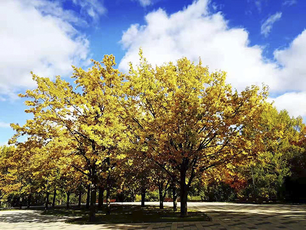 頂立科技“走出去”積極拓展海外市場1.jpg 頂立科技“走出去”積極拓展海外市場1.jpg